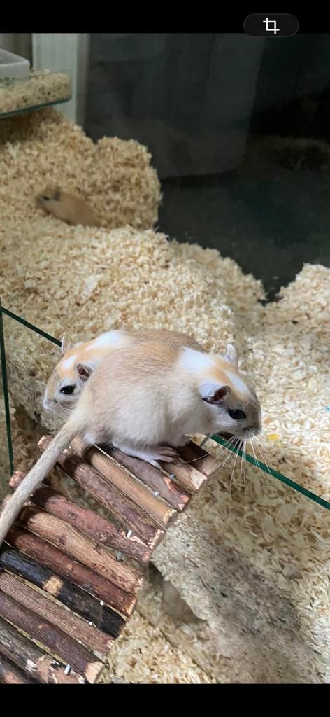 Gerbils te koop, Dieren en Toebehoren, Knaagdieren, Mannelijk, Overige typen, September