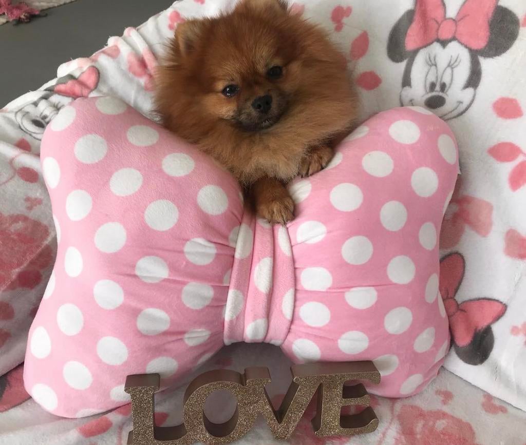 Pomeranian Dekreu *niet te koop*, Reu, Parvo, Meerdere, 3 tot 5 jaar