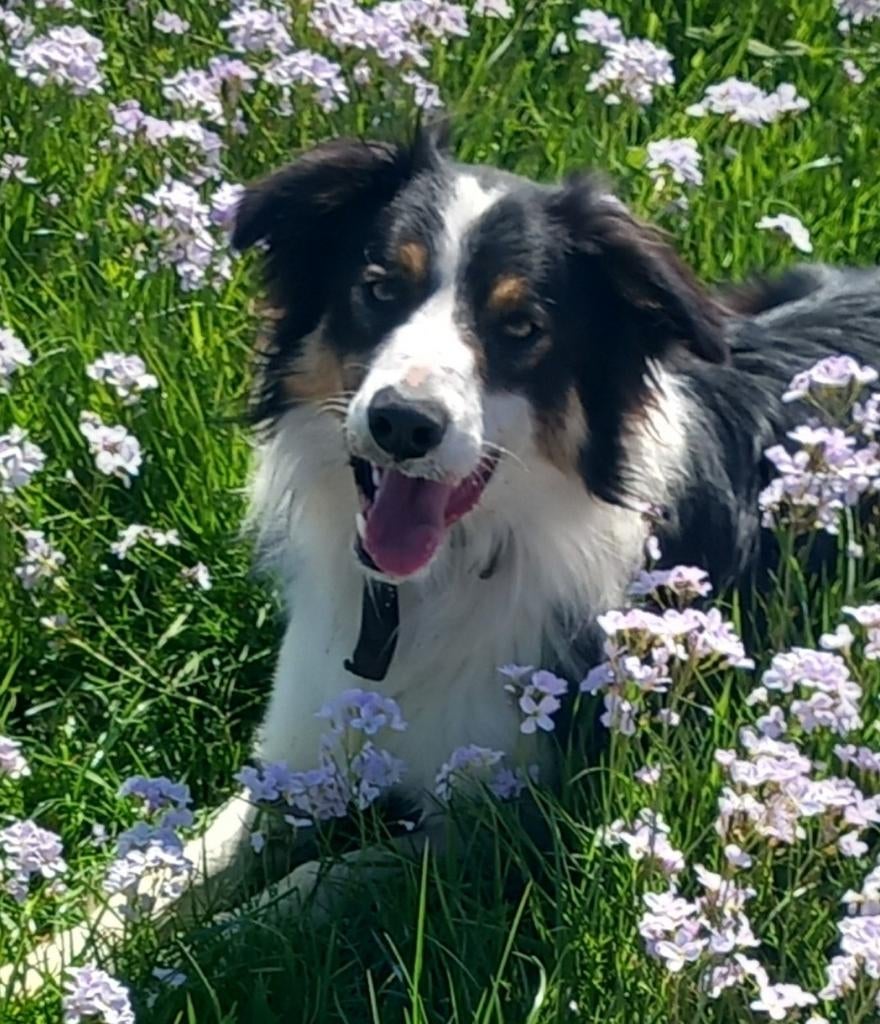 Bordercollie collie veedrijver Border Collie schaap, Reu, 1 tot 2 jaar, Parvo, Eén hond