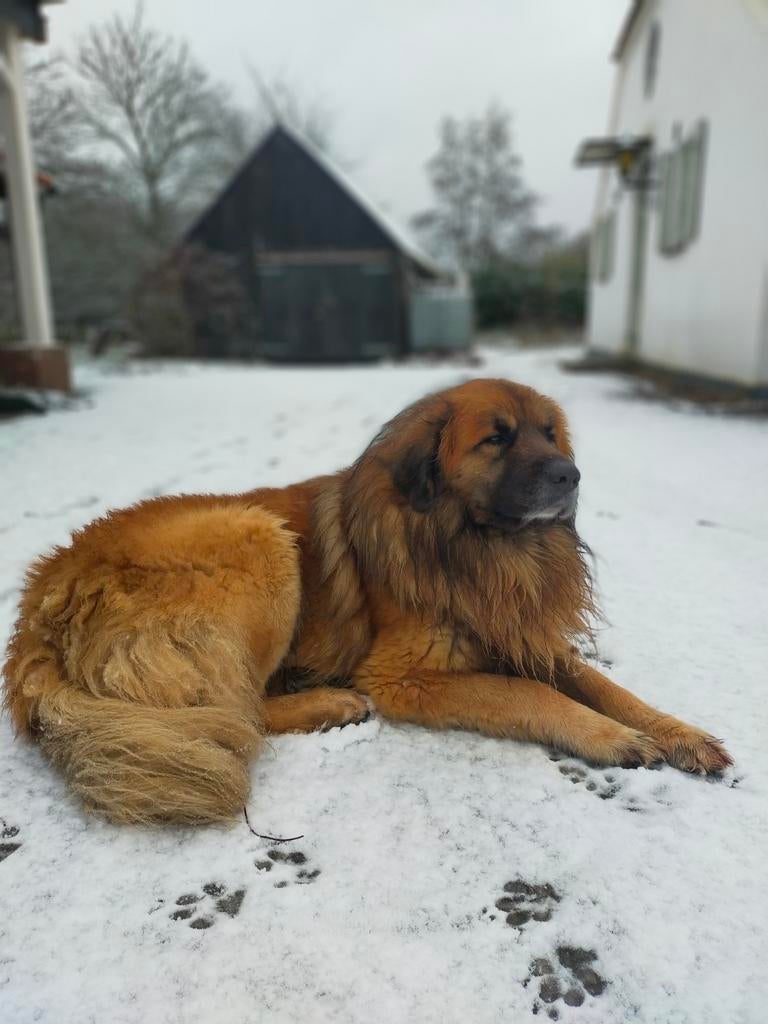 Leonberger x Pyrenese berghond dekreu, Dieren en Toebehoren, Reu, Parvo, Eén hond, 3 tot 5 jaar