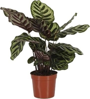 Gezocht kamerplanten voor mijn nieuwe huis, Huis en Inrichting, Overige soorten, In pot, Minder dan 100 cm, Groene kamerplant