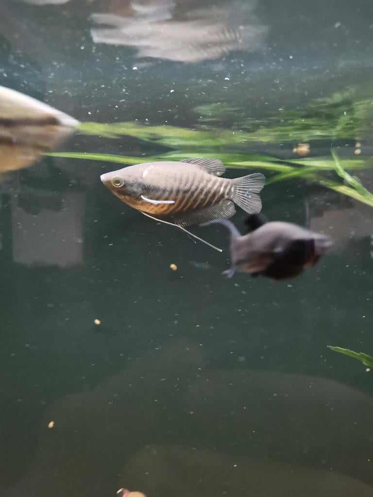 Snakeskin gourami, Dieren en Toebehoren, Vis, Zoetwatervis