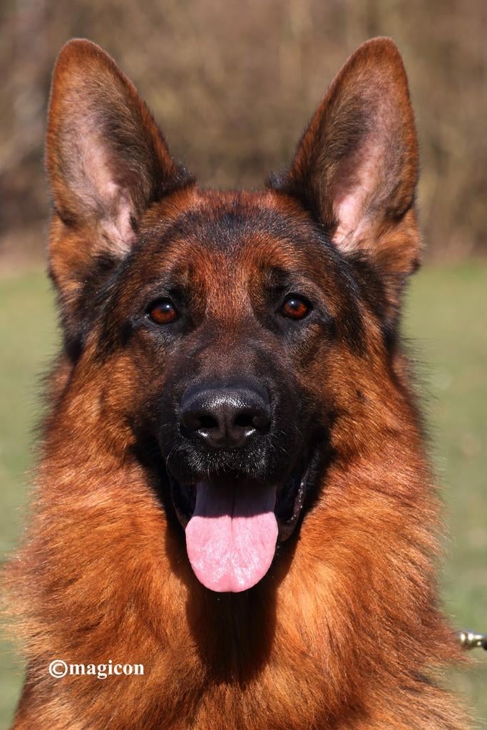 Duitse herder dekreu HD ED vrij IGP2 kkl, Dieren en Toebehoren, Reu, 1 tot 2 jaar, Parvo, Meerdere