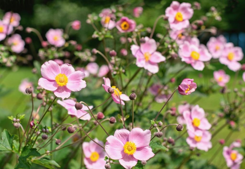 Japanse anemoon tuinplanten, Ophalen of Verzenden, Vaste plant, Overige soorten, Halfschaduw