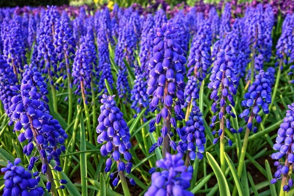 Leliegras - Liriope muscari 'Moneymaker', Ophalen of Verzenden, Vaste plant, Overige soorten, Volle zon