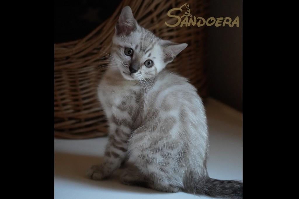 Bengalen cattery Sandoera, Dieren en Toebehoren, Meerdere dieren, Met stamboom, 0 tot 2 jaar