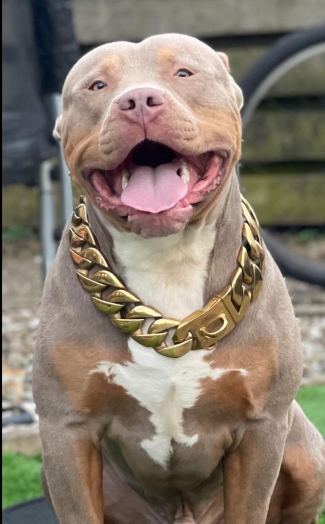 Dekreu American bully XL, Parvo, Reu, Eén hond, 3 tot 5 jaar
