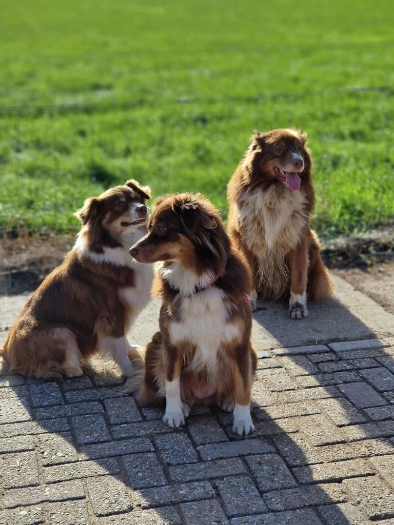 australian shepherd, Dieren en Toebehoren, 6 jaar of ouder, Reu, Eén hond, Nederland