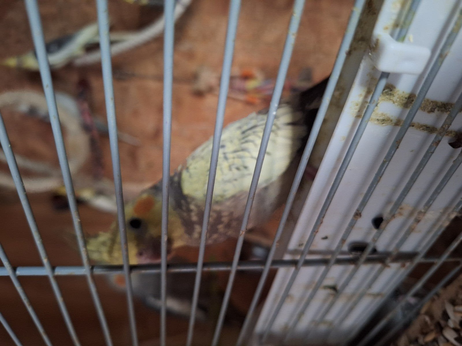 Vind vogels joure in Dieren en Toebehoren op Marktplaats