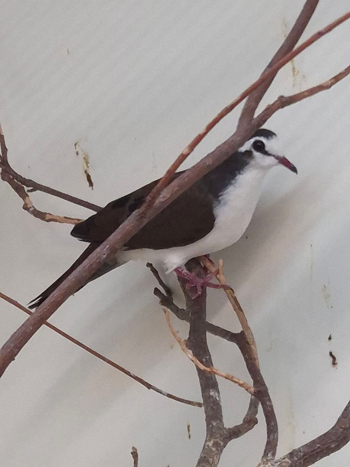 3-3 Tamboerijn duifjes, Dieren en Toebehoren, Meerdere dieren, Tropenvogel, Geringd