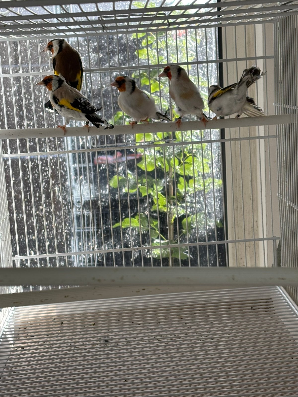 Putters, raza en italiaanse kooien, Meerdere dieren, Wildzangvogel