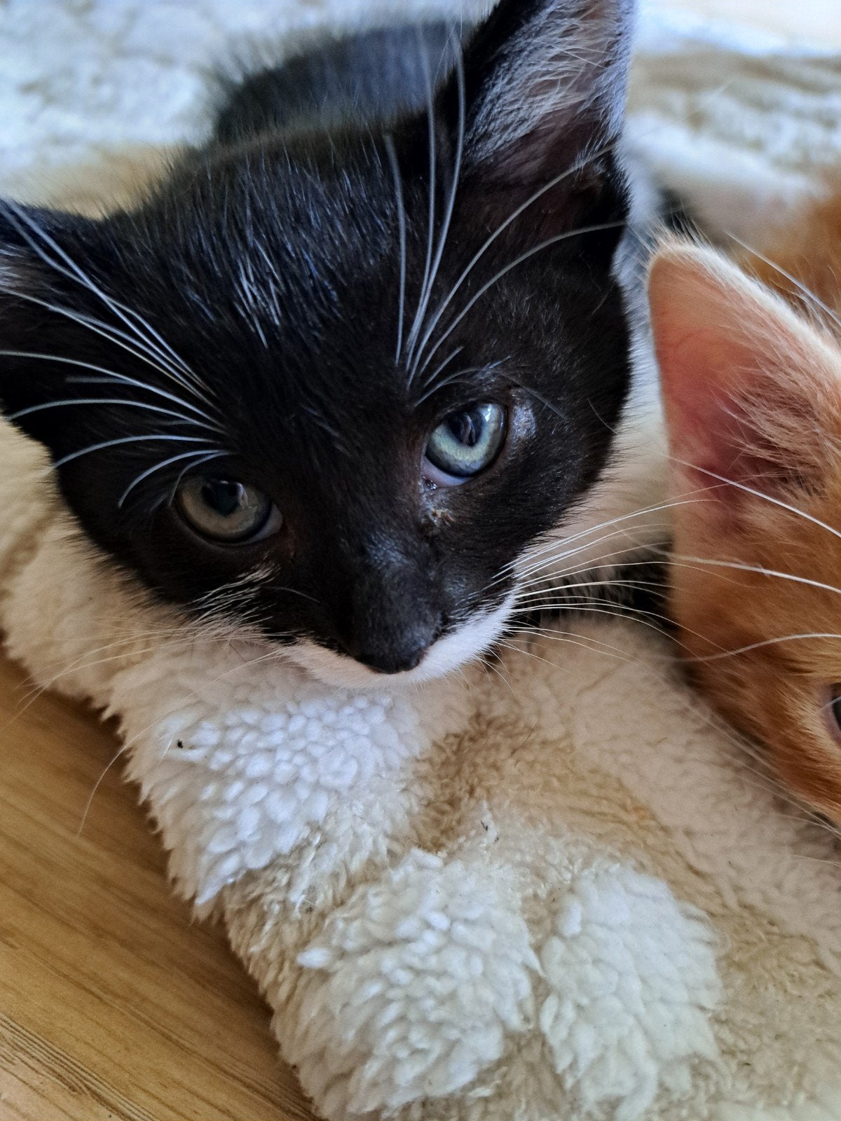 Lieve kitten Droppie mag verhuizen!!, Meerdere dieren