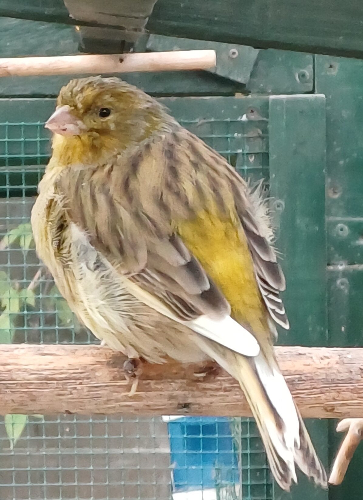 Kanarie man, Dieren en Toebehoren, Mannelijk