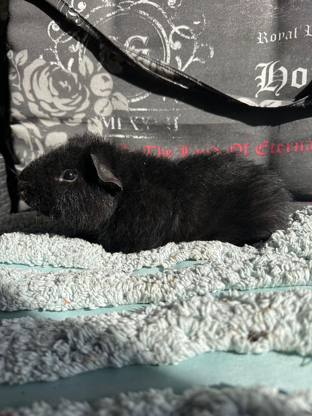 Mooi zwarte us teddy beertje, April, Mannelijk, Cavia