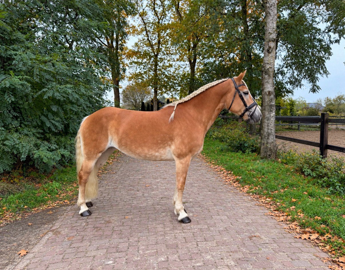 Nieuwe ad!🌸🐴 Haflinger met een gouden karakter! 🐴🌸, Dieren en Toebehoren, Merrie, Minder dan 160 cm, Met stamboom, L