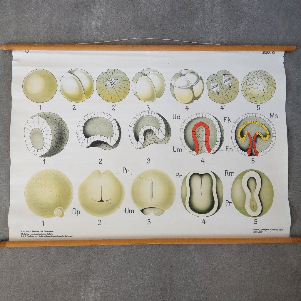 Schoolplaat Celdeling en de vorming van het embryo I – 1928, Ophalen of Verzenden, Natuur en Biologie