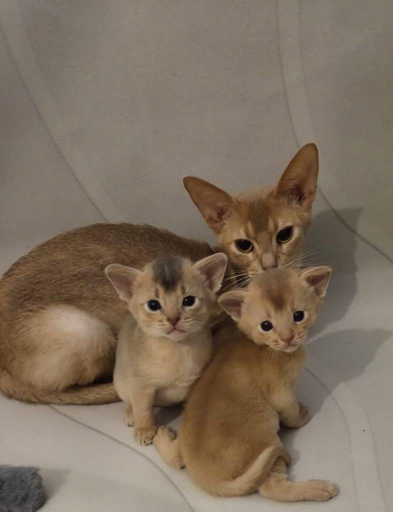 Abessijn kittens, Dieren en Toebehoren, Meerdere dieren, Met stamboom