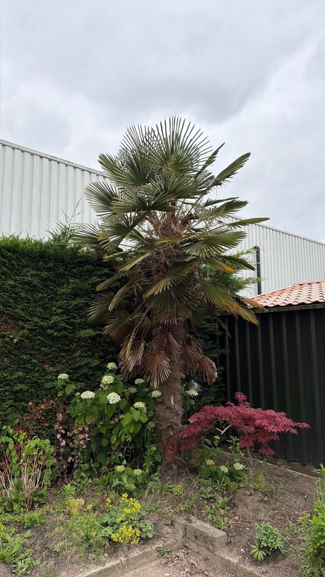 Grote palmboom, Tuin en Terras, Planten | Bomen, 100 tot 250 cm, Zomer, Palmboom, Ophalen