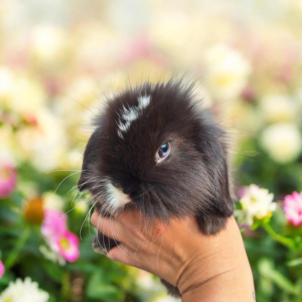 Dwerg hangoor konijntjes, Dieren en Toebehoren, Meerdere dieren, Dwerg, Hangoor