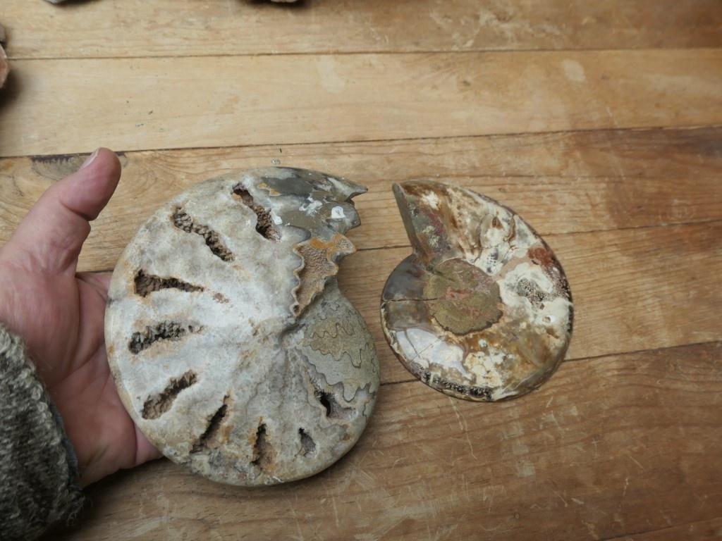 ammonieten - Nautilus gepolijst, Verzamelen, Mineralen en Fossielen, Ophalen of Verzenden, Fossiel