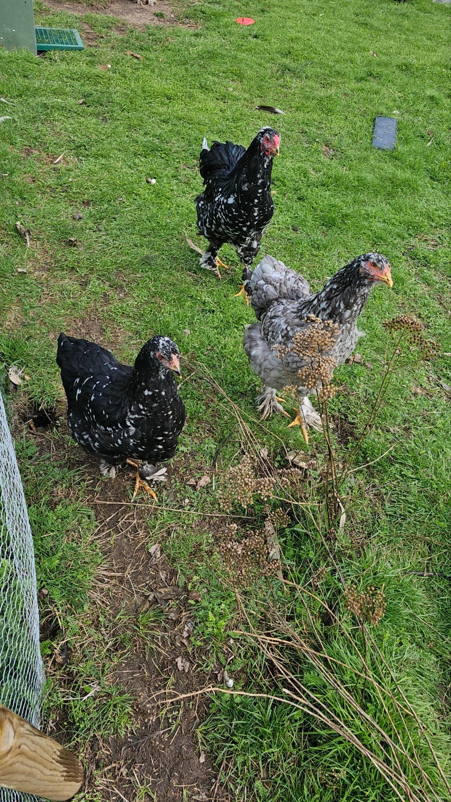brahma kippen en haan groot, Dieren en Toebehoren, Ophalen, Kippenhok of Kippenren