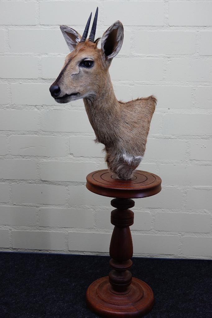 opgezette duiker taxidermy antilope, Verzamelen, Dierenverzamelingen, Ophalen, Zo goed als nieuw, Hert, Gewei of Kop