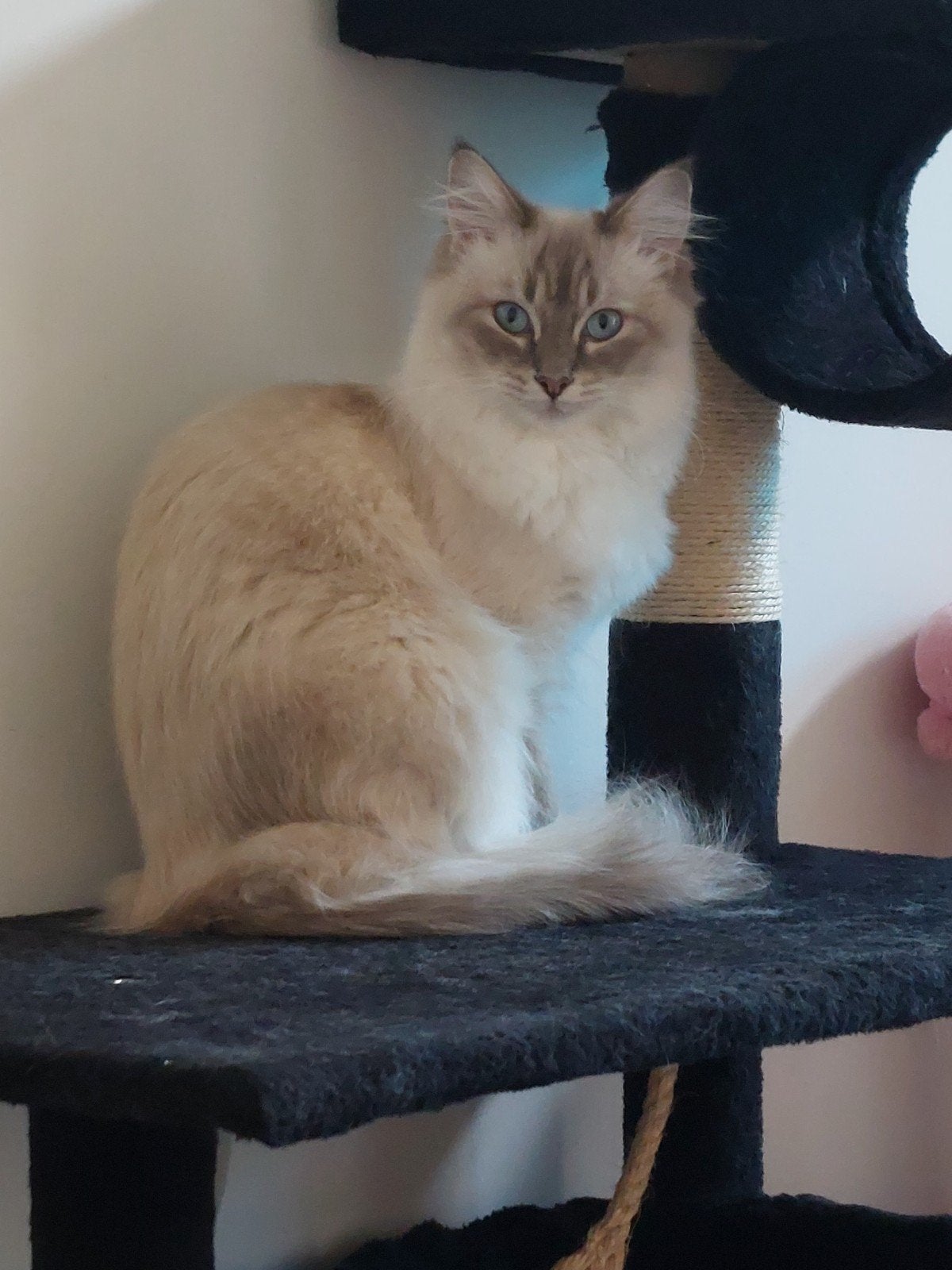 ragdoll poes, Poes, Gechipt, 0 tot 2 jaar