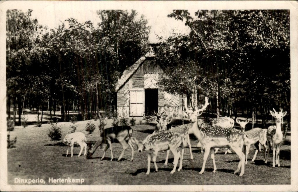 Dinxperlo - Hertenkamp - Herten bij schuur, Verzamelen, Ophalen of Verzenden, 1920 tot 1940, Gelopen, Gelderland