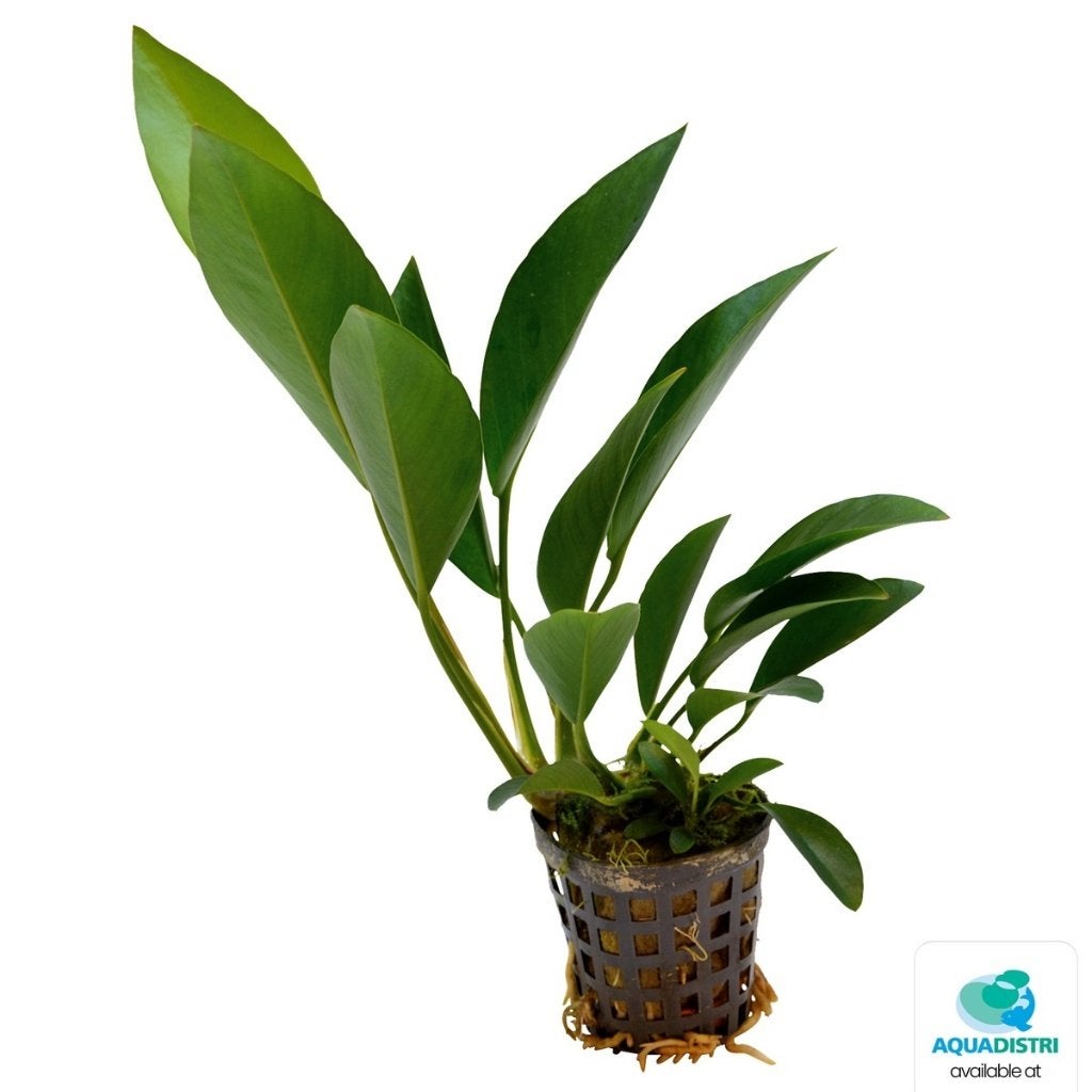 anubias congensis €5,95, Dieren en Toebehoren, Vissen | Aquaria en Toebehoren, ., Overige typen, Nieuw, Ophalen of Verzenden