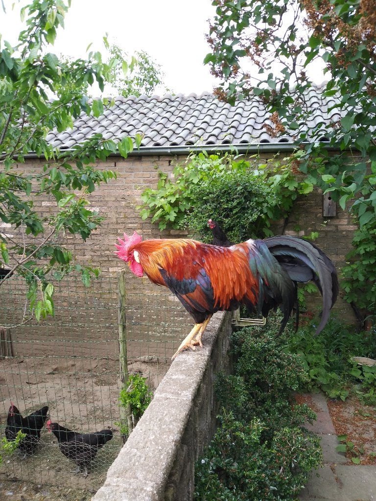 Haan Leghorn roodptarijs, Dieren en Toebehoren, Pluimvee, Mannelijk, Kip