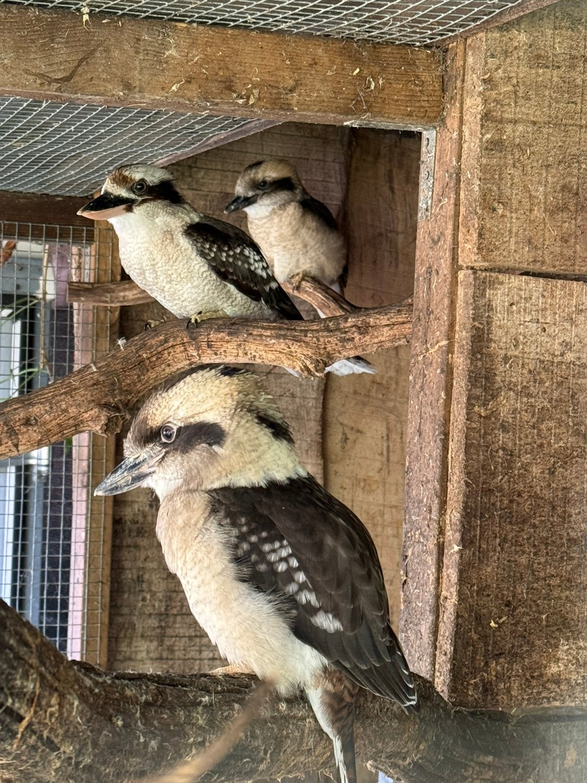 3-2 kookaburra, Meerdere dieren, Roofvogel, Geringd