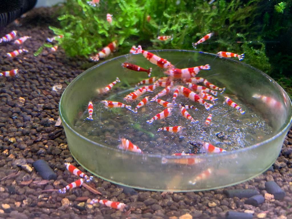 Crystal Red garnalen met Taiwan Bee genen, Kreeft, Krab of Garnaal, Zoetwatervis, Schoolvis
