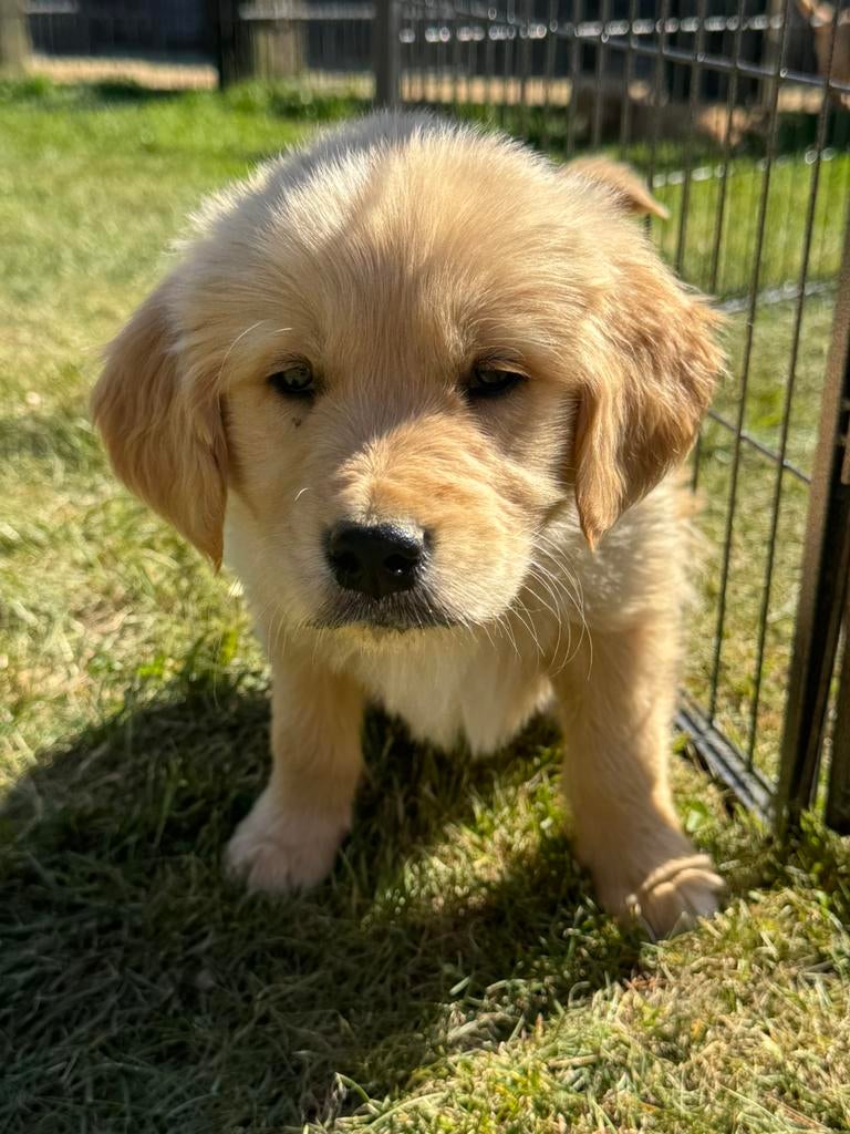 Golden retrievr pups te koop, Parvo, België, Fokker | Hobbymatig, Overige rassen