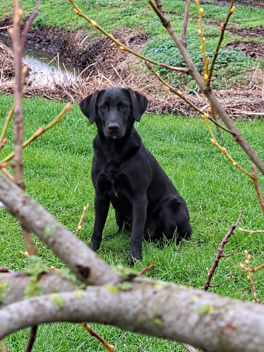 Field labradors uit werklijn., België, Particulier, 8 tot 15 weken, Labrador retriever