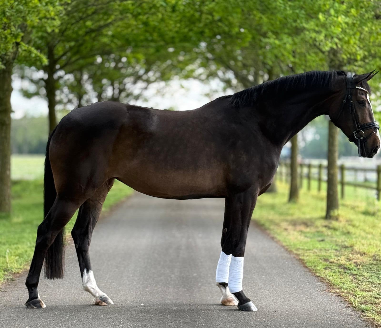 Prachtige 5-jarige KWPN merrie / Fontaine TN x Ronaldo, Merrie, Met stamboom, Dressuurpaard, Zadelmak