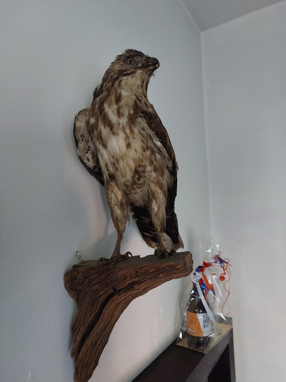 opgezette buizerd, Dieren en Toebehoren, Geslacht onbekend, Roofvogel