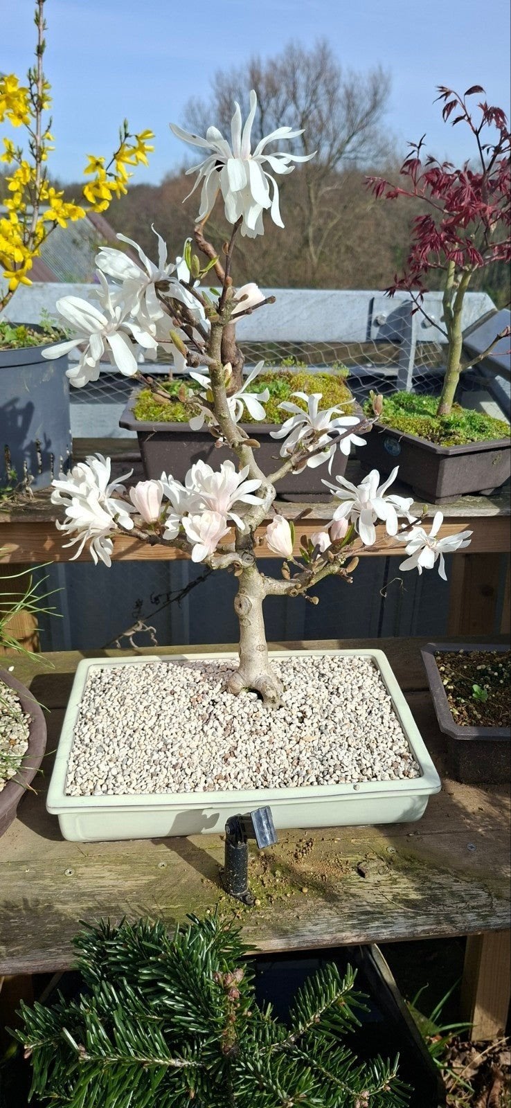 Bloeiende Magnolia Bonsai - Uniek en Prachtig, Overige soorten, Volle zon, Vaste plant, Ophalen of Verzenden