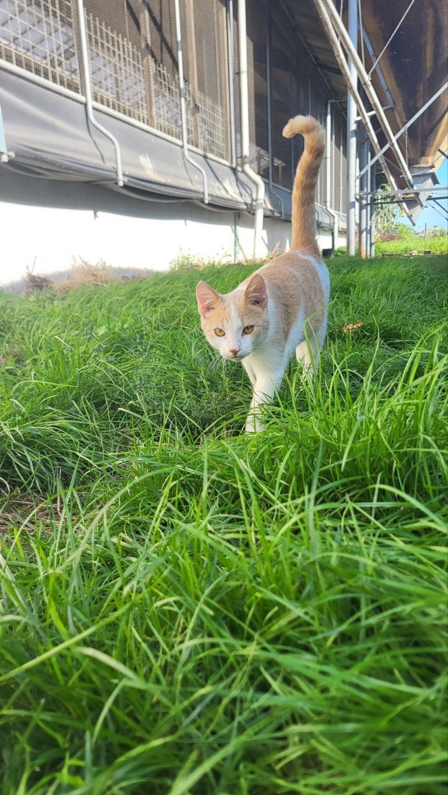 Kittens (Katers) te koop, Kater, Kortharig, 0 tot 2 jaar