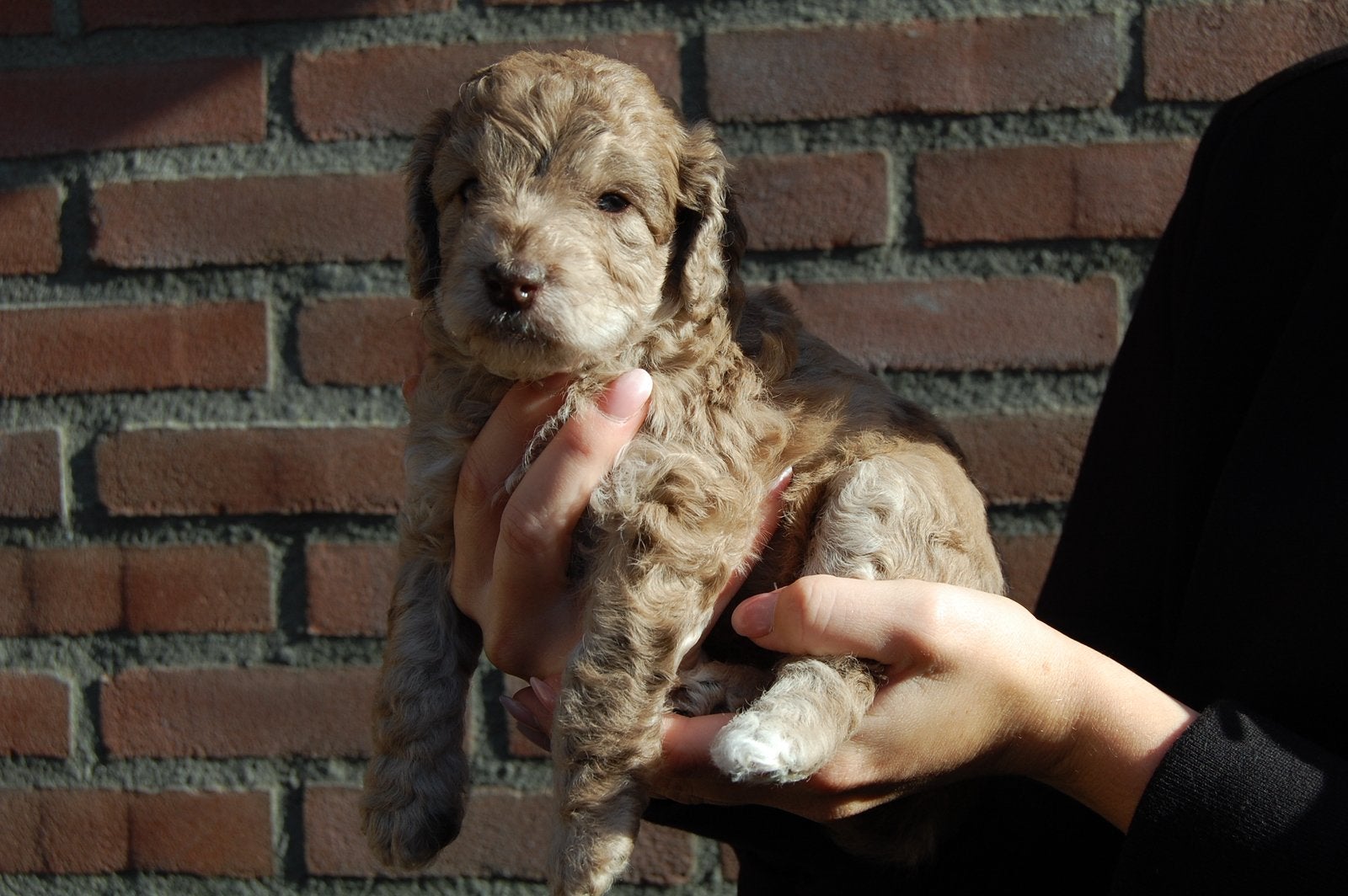 Prachtig mooie merle tan doodle pups, 8 tot 15 weken, Meerdere, Meerdere dieren, Klein