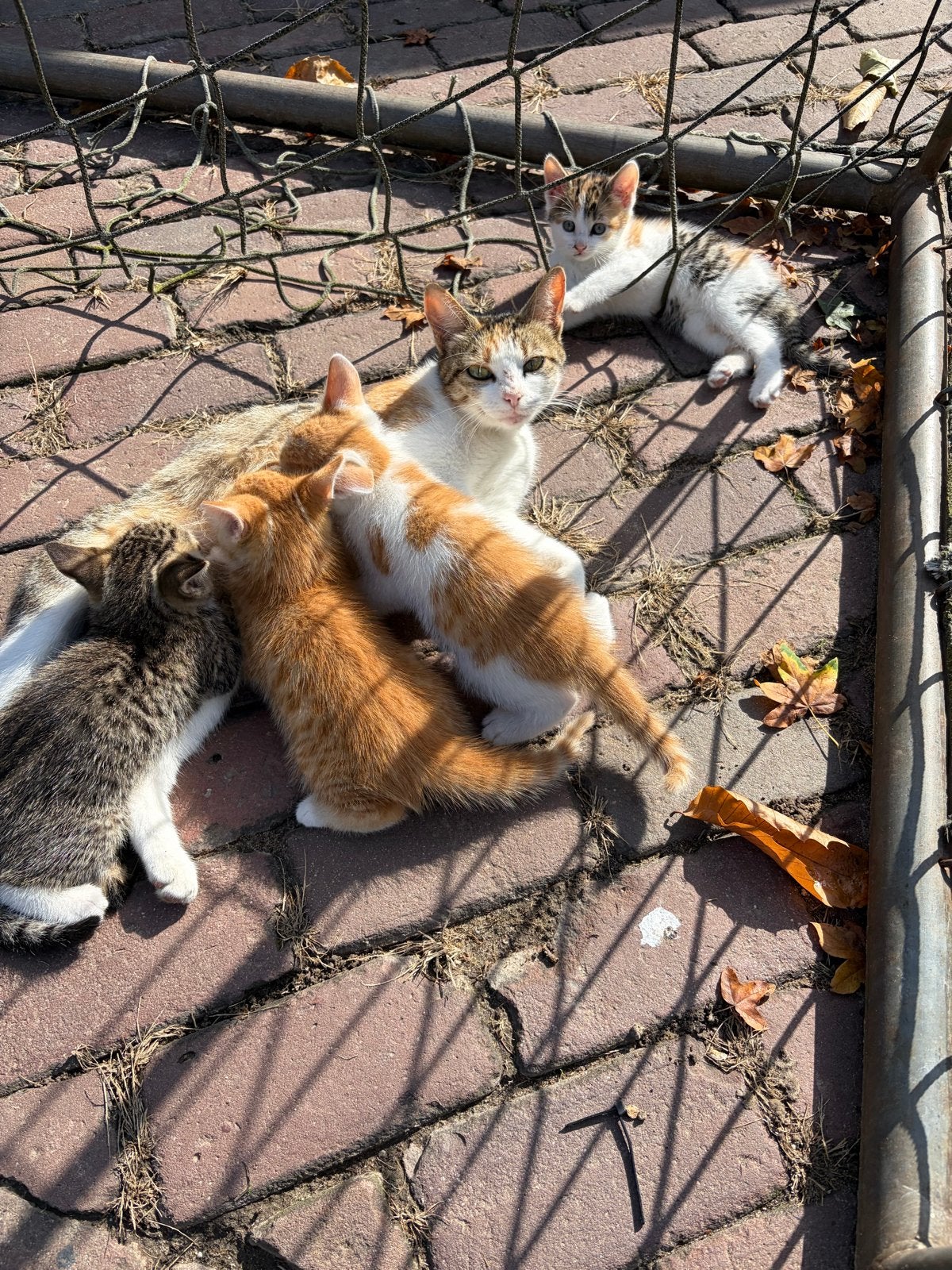 Lieve boerderijkittens, Meerdere dieren, 0 tot 2 jaar