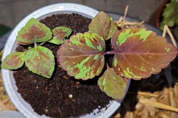 Coleus siernetel, Ophalen, Overige soorten, Volle zon