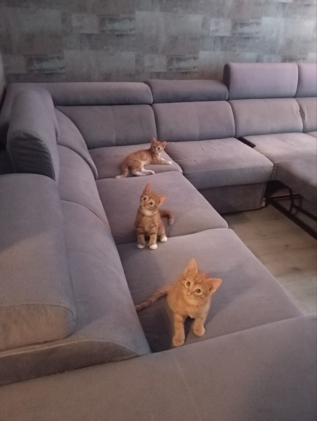 3 rode katers kittens, Dieren en Toebehoren, Katten en Kittens | Overige Katten, Kater, Kortharig, 0 tot 2 jaar