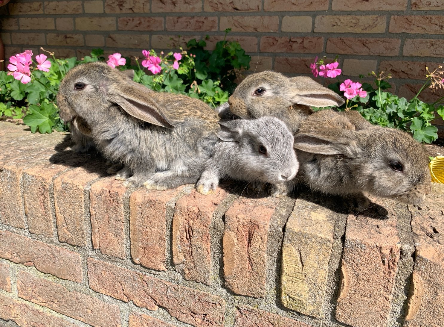 Jonge konijnen, Dieren en Toebehoren, Konijnen, Meerdere dieren, Groot