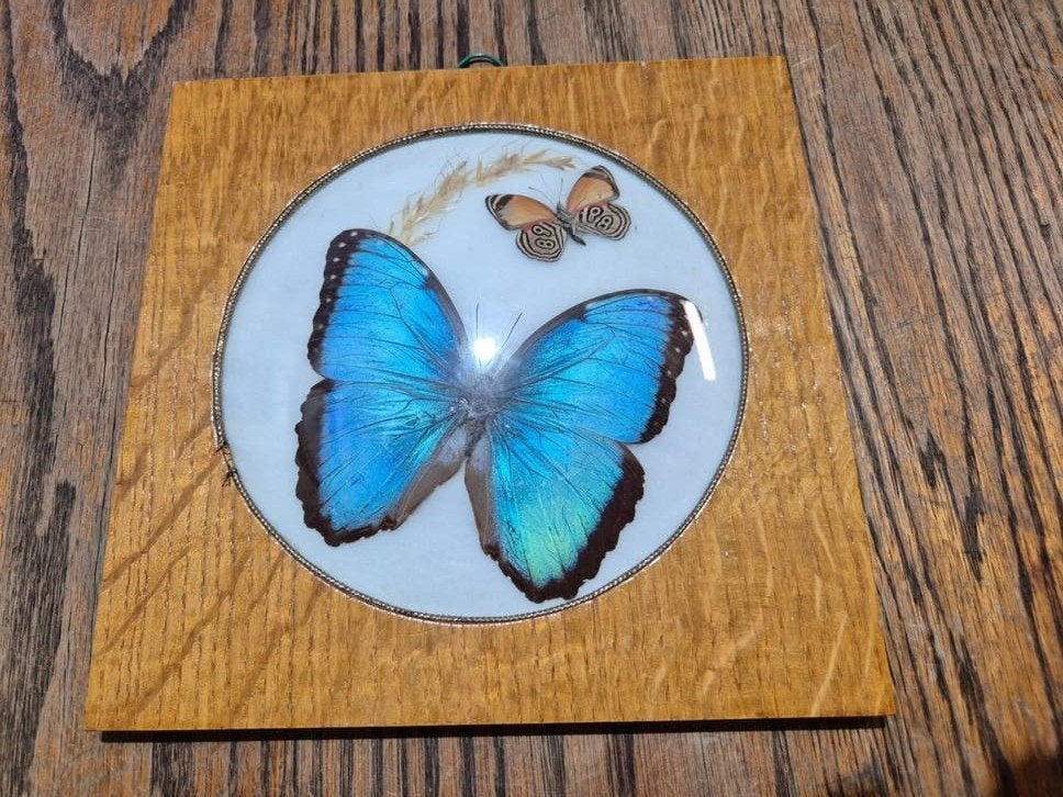 ingelijste vlinders Morpho Peleides, Catagramma, Verzamelen, Dierenverzamelingen, Ophalen of Verzenden, Insect