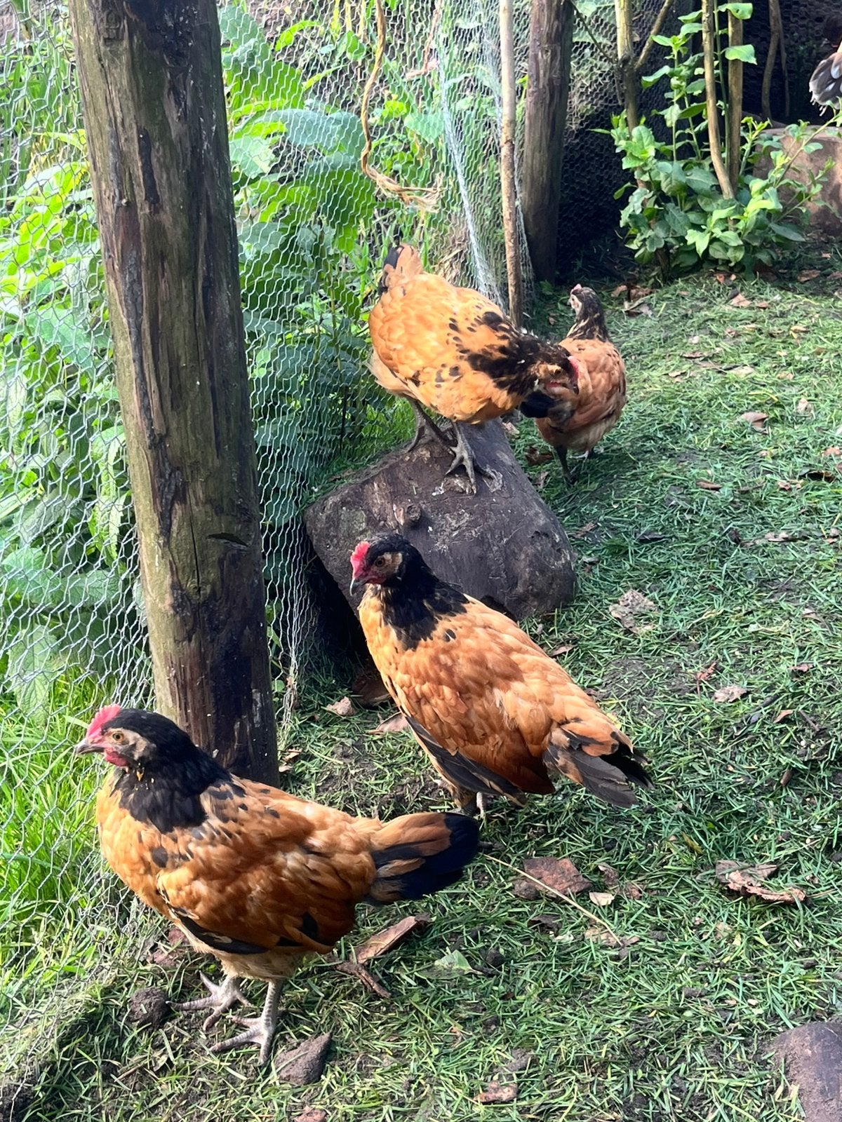 4 gezonde vorwerk kuikens, Meerdere dieren, Kip