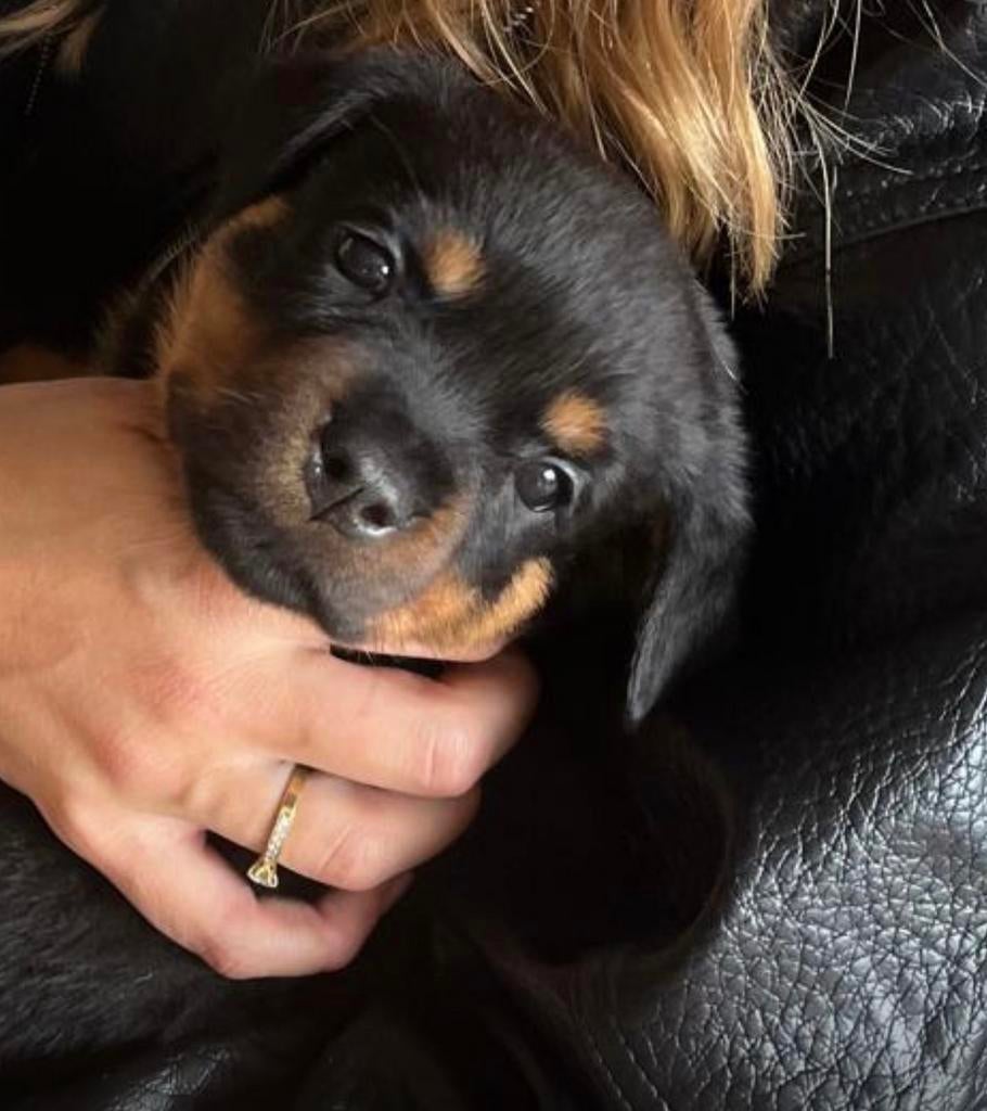 Rottweiler pup, 8 tot 15 weken, Parvo, Meerdere, Meerdere dieren
