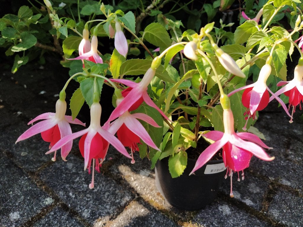 Te koop: fuchsia ‘Celia Smedley’ stekken, Ophalen, Vaste plant, Overige soorten, Volle zon
