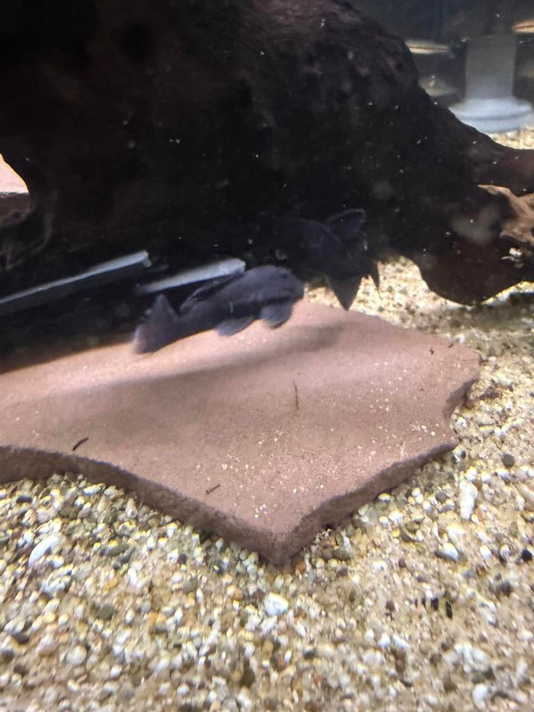 L239 baryancistrus beggini, Dieren en Toebehoren, Vis, Zoetwatervis