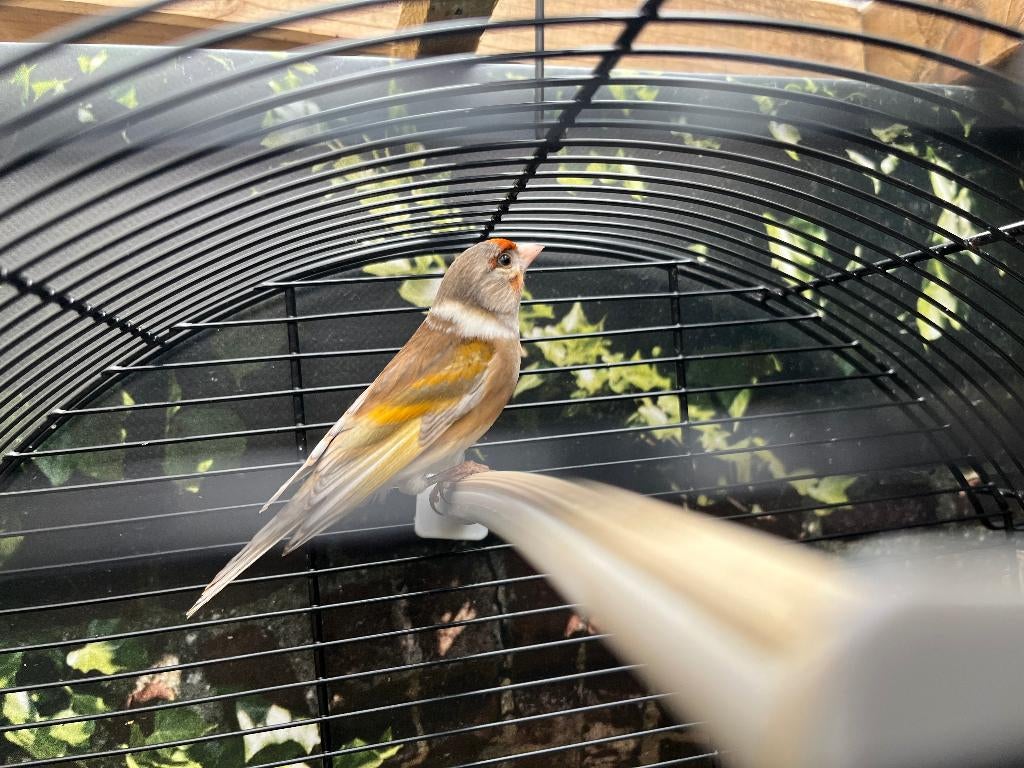 Bastaard Putter Kanarie, Dieren en Toebehoren, Vogels | Overige Vogels, Mannelijk, Wildzangvogel, Geringd