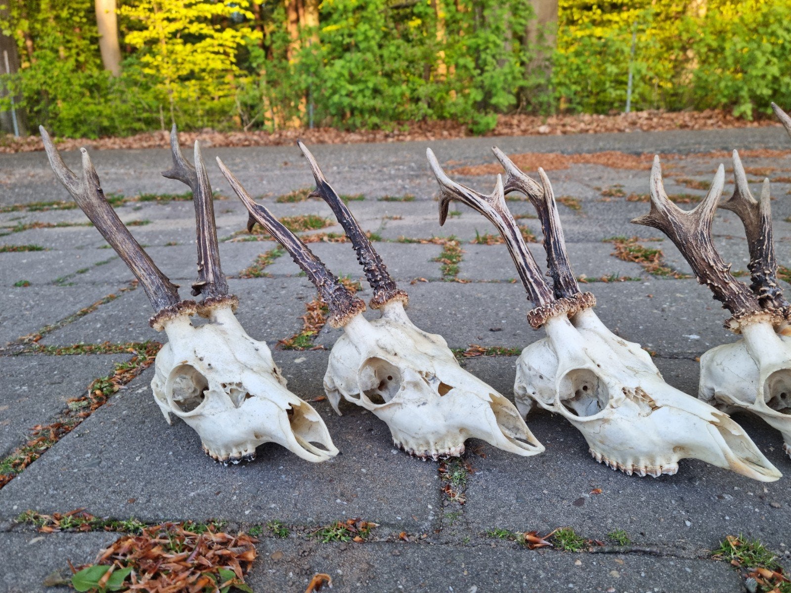 20 Volle- volledige Ree bok schedels gewei geweien hert kop, Ophalen of Verzenden, Zo goed als nieuw, Hert, Schedel